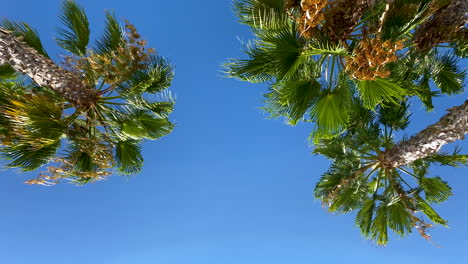 looking up on palm trees in blue sky at sunny summertime