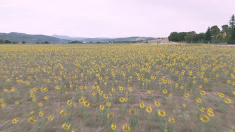 Eine-Drohne-Schoss-über-Ein-Sonnenblumenfeld