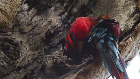 brilliantly coloured scarlet macaw sits on a tree trunk preening and cleaning its wings