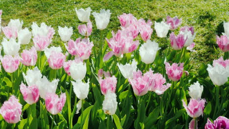 Ein-Blumenbeet-Mit-Tulpen