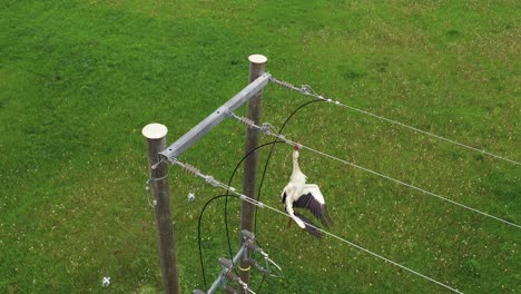 electrocuted white stork caught in power line hazard, overhead aerial dead bird