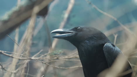 black raven with open beak sitting among branches of tree. black crow portrait