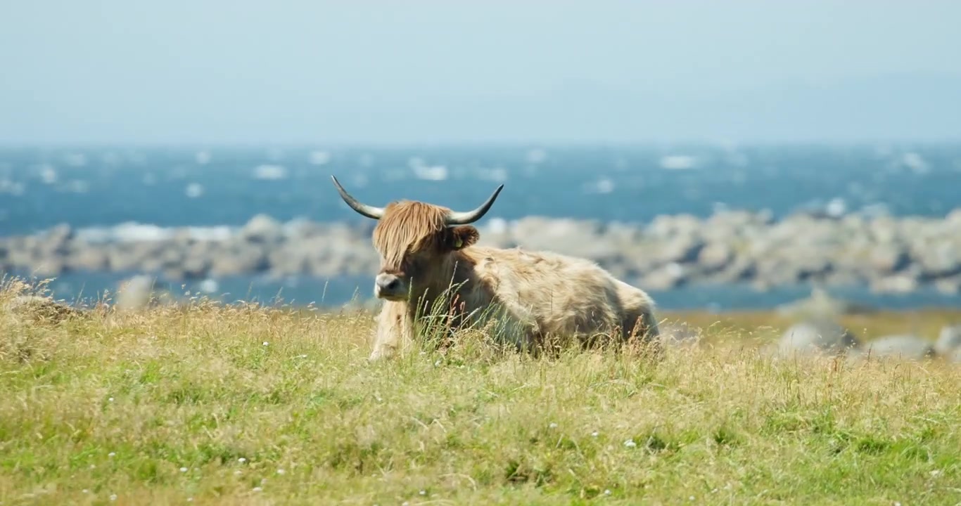 Bovini delle Highland che riposano in un prato costiero in riva al mare a Lista, Norvegia