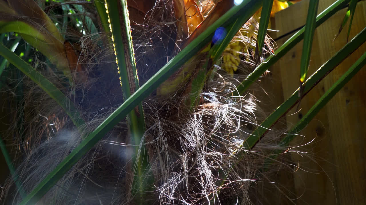 Close up of a palm tree trunk with sunlight shining through the leaves