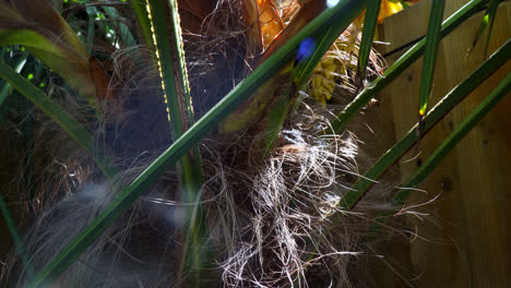 Close-up-of-a-palm-tree-trunk-with-sunlight-shining-through-the-leaves