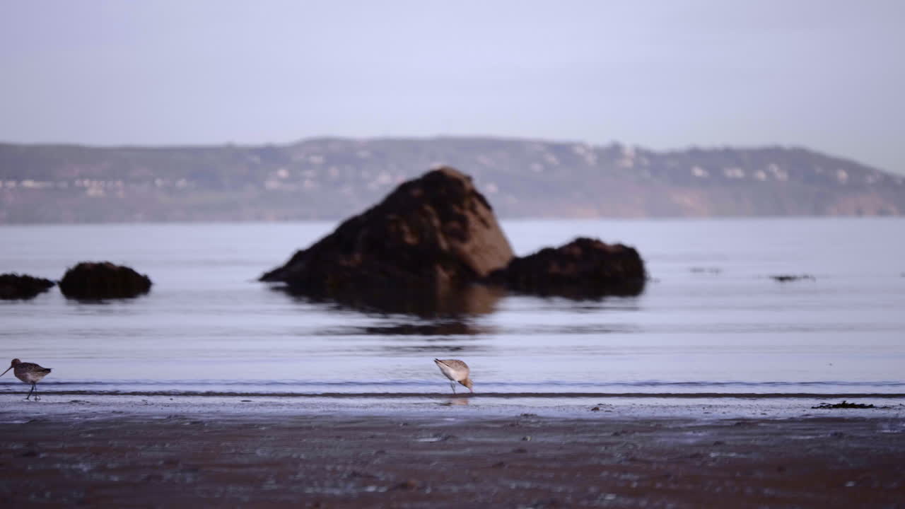 Long-Billed Godwit Birds Probe Deeply For Their Food On Sandy Shore In South Ireland Near Dublin