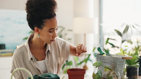 woman planting a houseplant