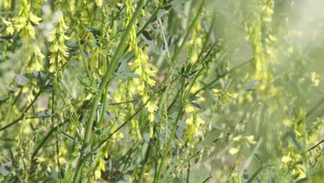 pattern texture of sweet yellow clover flowers in breezy meadow