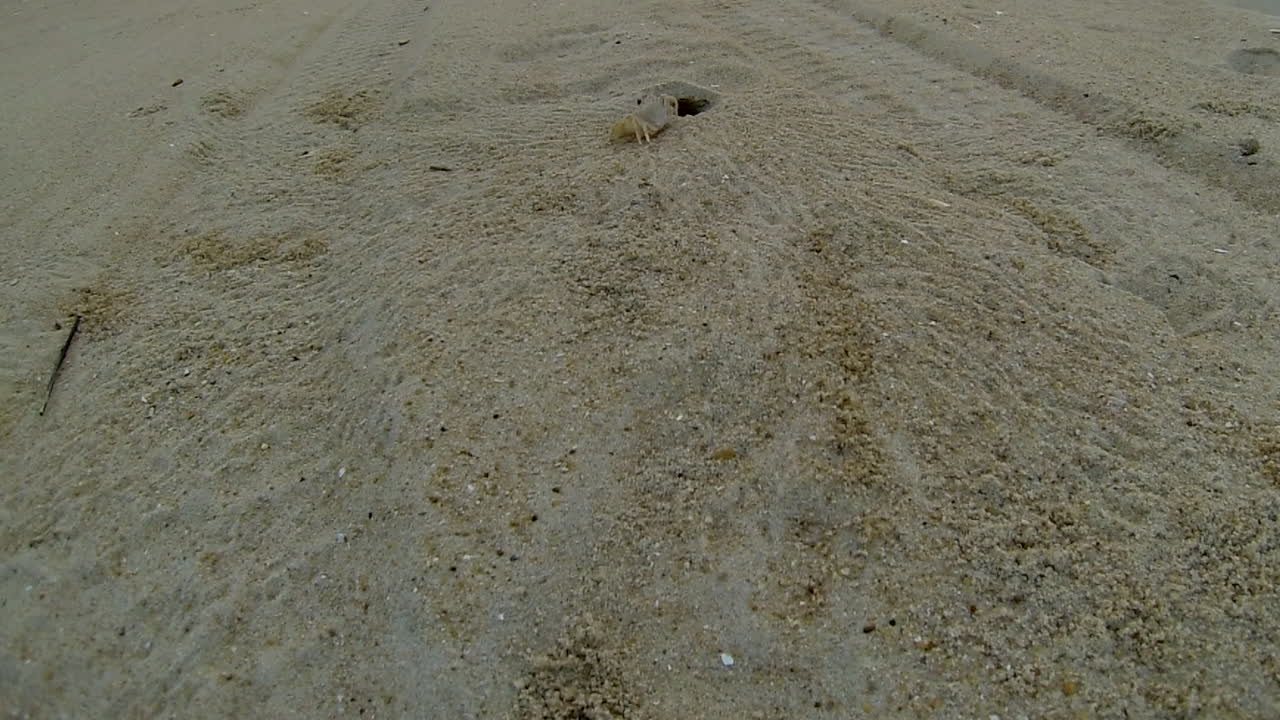 대서양 유령 게는 굴에서 모래를 파고 구멍으로 다시 돌진합니다.