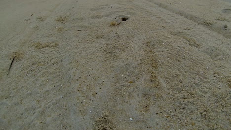 Atlantic-Ghost-Crab-digs-sand-from-burrow-and-scurries-back-into-hole