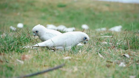 Kurzschnabel-Corellas-Suchen-Und-Picken-Auf-Gras-Im-Kurnell-Nationalpark,-NSW,-Australien