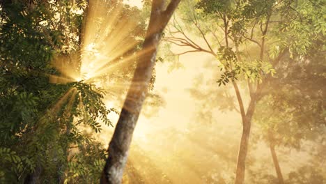 bosque de alerces con luz solar y sombras al amanecer