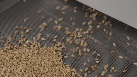 many seeds. sunflower seeds baking machine. moving fried sunflower seeds come out of the machine. food production