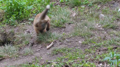 cute red fox cub stands in the grass and looks at the camera