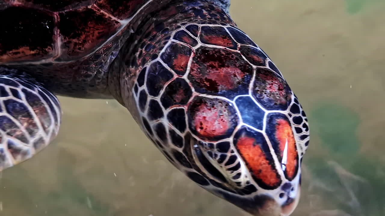 Green sea turtle floats near surface of tank in rescue facility in Sri Lanka