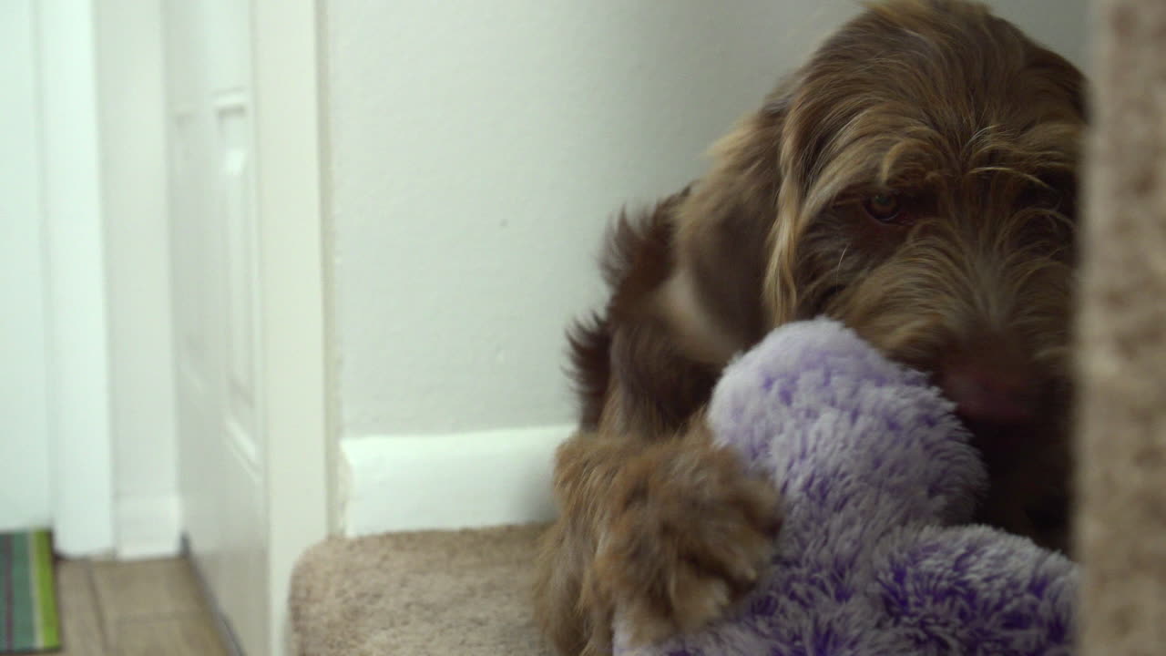cachorro aussiedoodle jugando con un juguete de peluche