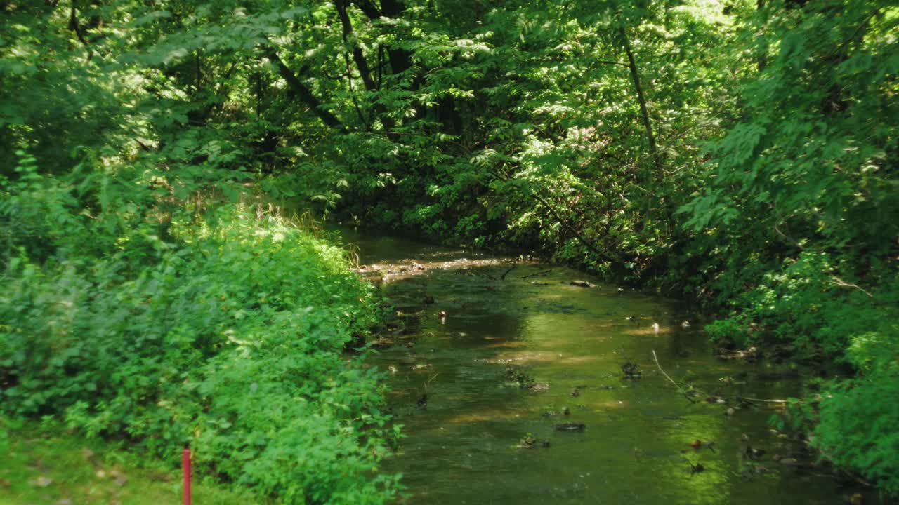 햇빛이 나무 사이로 정점을 이루고 물에 부딪히는 작은 개울