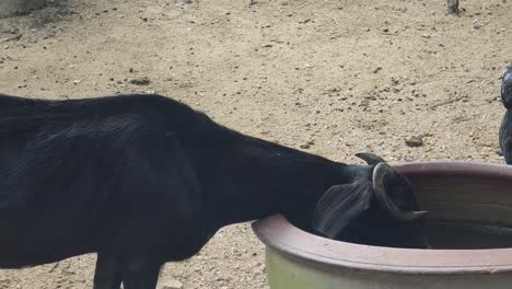 black goat drinking water from a pot