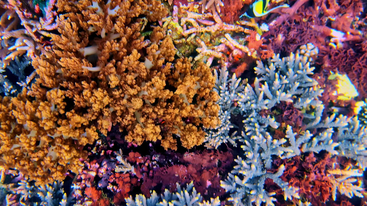 Underwater handheld close up on various coral types where fish nest