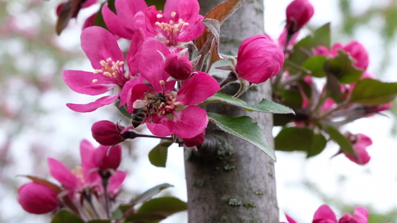 Close up of a tree branch with pink flowers in full bloom in the park