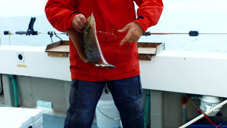 fisherman removing hook from a ray fish