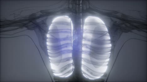 human lungs radiology exam