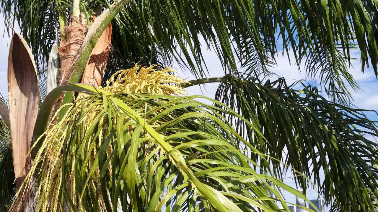 Palm fronds and yellow inflorescence gently swaying in sunny, coastal Australian garden landscape