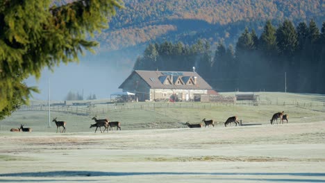 Toma-De-Seguimiento-De-Una-Hermosa-Manada-De-Ciervos-Frente-A-La-Casa-De-Campo-Del-Pueblo.