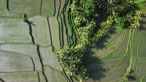 aerial shot looking down at paddy fields in bali with a tilt up reveal of a local village in indonesia