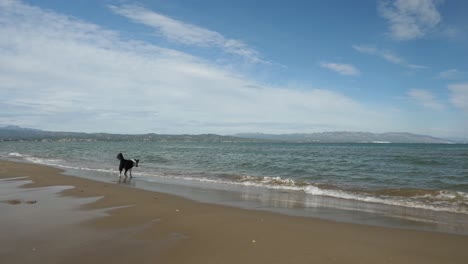 border collie playing with water on the beach