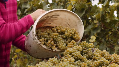 Uvas-Blancas-Cosechadas-Del-Viñedo-Arrojadas-Al-Montón,-Tiro-Lento