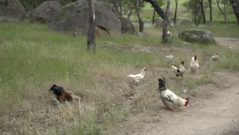 roosters on farm in nature fighting grasslands