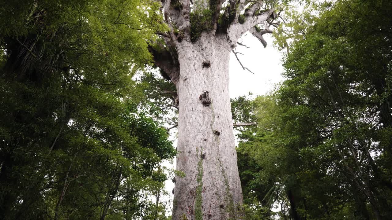 A big Kauri tree in between forest at Tane Mahuta. Northland, New Zealand.