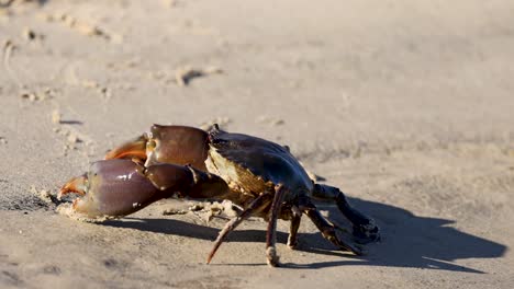 a mud crab moves across a sandy beach, casting a shadow in the warm sunset light