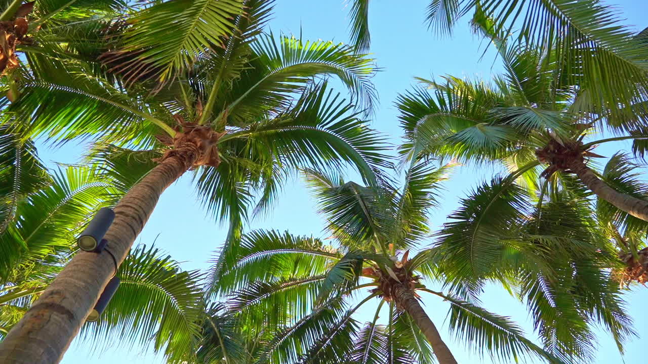 Slow rotating shot looking up at palm tree fronds blowing in gentle breeze