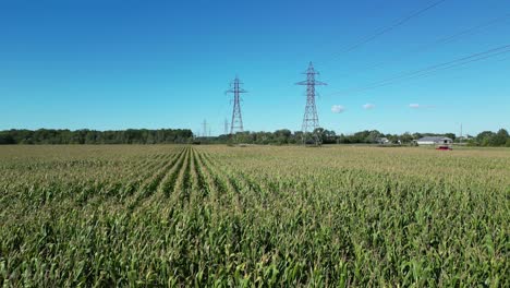 cinematic power lines over green yellowish corn fields top aerial drone flying