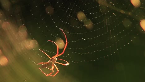 este metraje captura la belleza y la complejidad de una araña tejedora de seda dorada mientras teje su red.