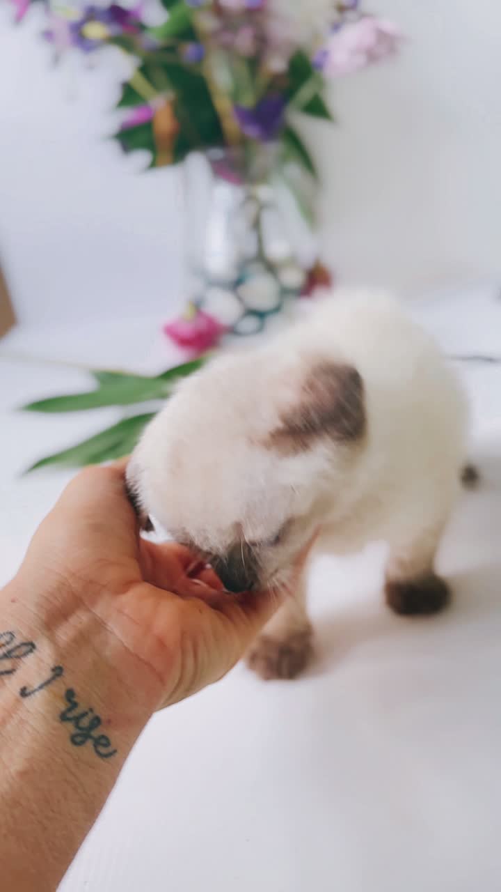 손과 꽃과 상호 작용하는 새끼 고양이