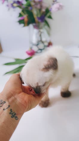 un gatito interactuando con una mano y flores