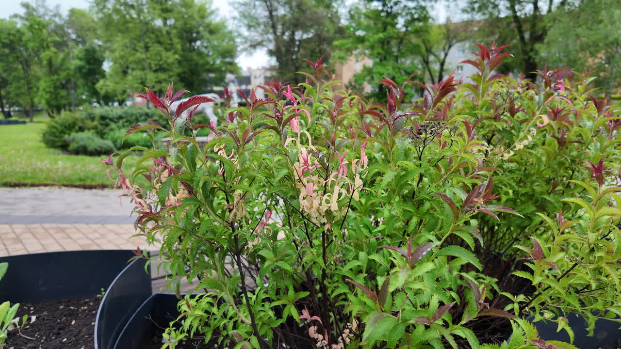 vegetación urbana: arbustos y parques urbanos en europa