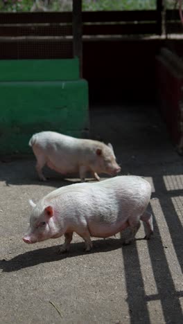 two small white pigs in a pen