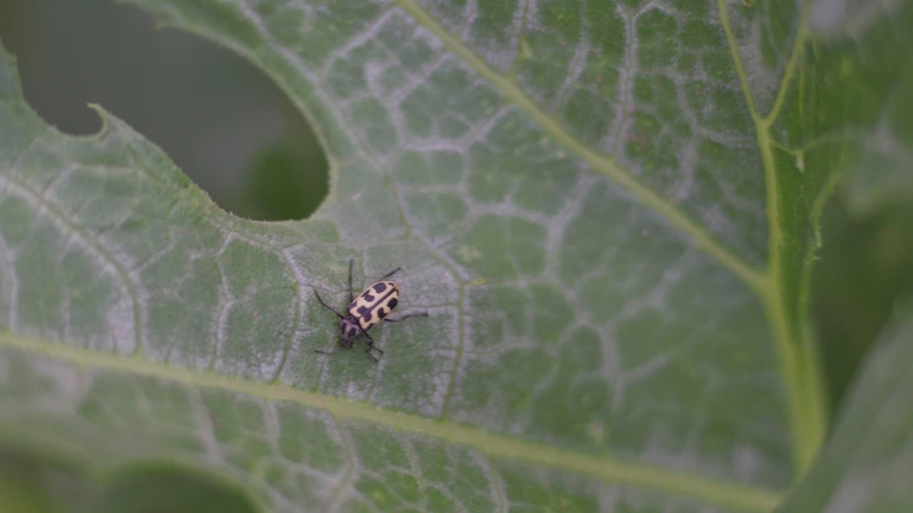 primer plano de un insecto astylus atromaculatus en una planta de calabacín