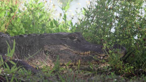 Nahaufnahme-Schwenkbewegung-Des-Ruhenden-Alligators-Von-Links-Nach-Rechts-Mit-Kopfheben