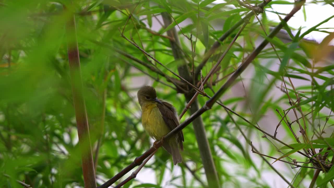 대나무 가지에 앉아서 주변을 돌아다니며, 털을 고, 자연 서식지에서 털이 어지는 아름다운 새의 근접 촬영