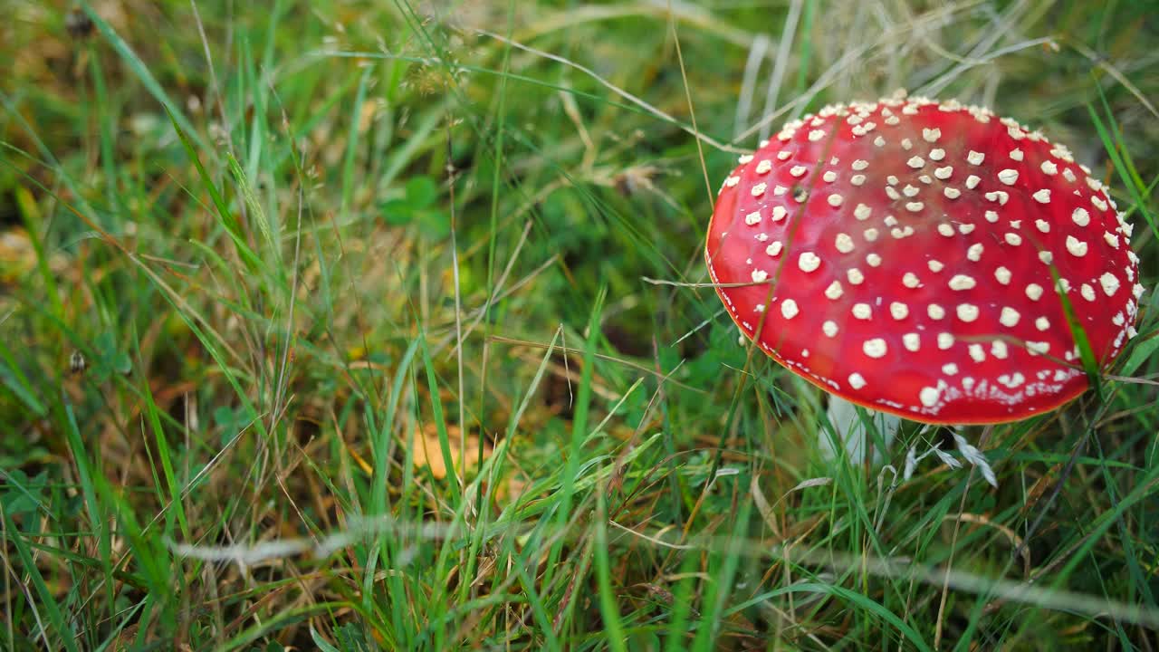 Fly agaric Amanita muscaria fungus toadstools mushroom on woodland