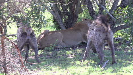 hyenas around while lioness feed on a zebra foal carcass