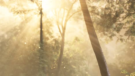 sunbeams pour through trees in misty forest