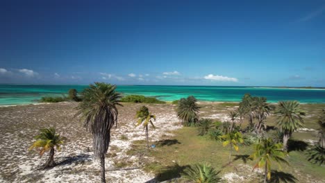 aerial view of palm trees on a deserted tropical beach with turquoise ocean