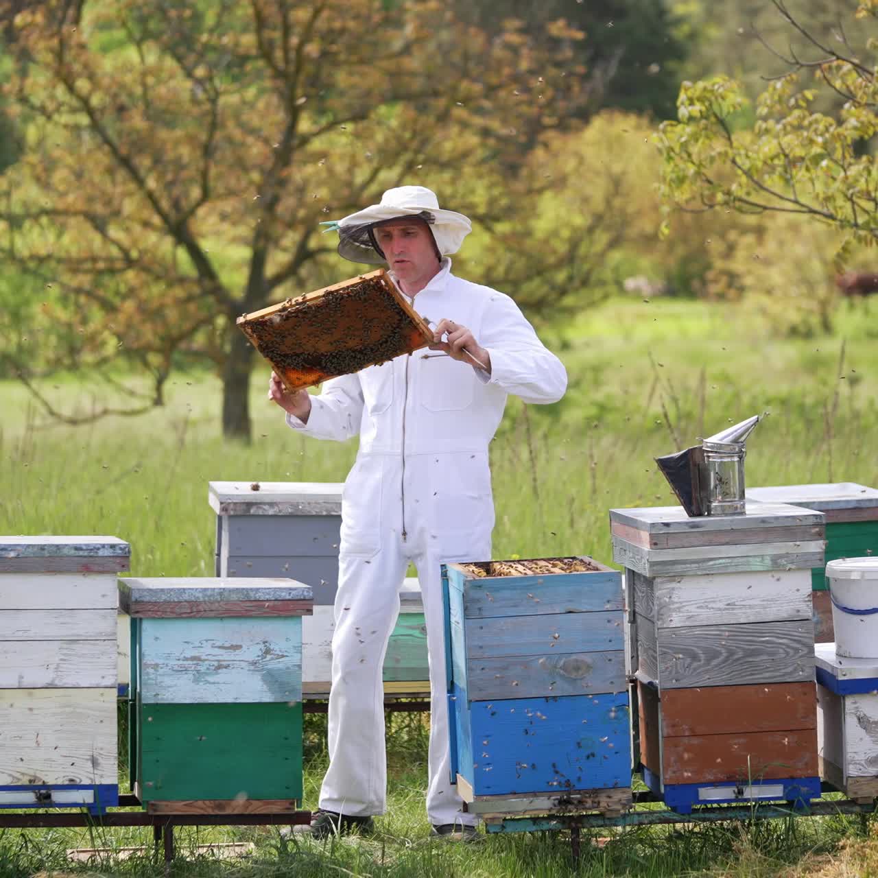 Apicoltori al lavoro con le api. Apicoltore professionista felice con cappello protettivo è impegnato nell'apiario