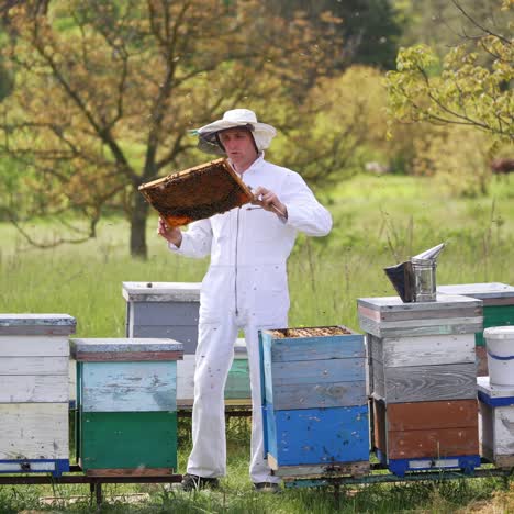 beekeepers work with bees. happy professional beekeeper in protective hat is busy on apiary